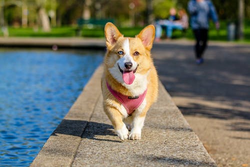 Approaches for Promoting the Health and Wellbeing of Pets